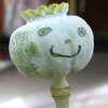 user-pic