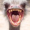 user-pic