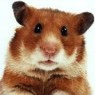 user-pic