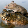user-pic