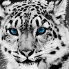 user-pic