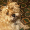 user-pic