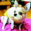 user-pic