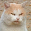 user-pic