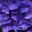 user-pic