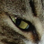 user-pic