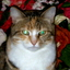 user-pic