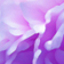user-pic